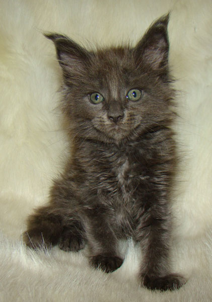     Catsvill County!   !    !       !!!    Catsvill County +7-926-544-74-09     .   ,   ,   ,    ,   ,  ,     ,   -,    ,   !